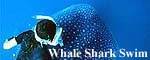 Whale Shark Swim