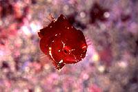 �N���b�N�ɂĈꗗ�\���v���܂��B