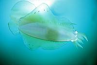 �N���b�N�ɂĈꗗ�\���v���܂��B