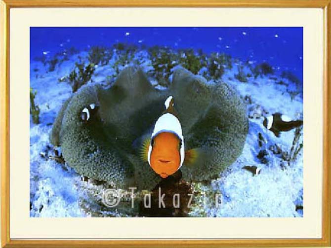 �I�t�z���C�g�̗�